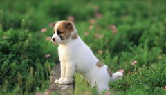 白羊座的狗是什么狗图片 为什么狗都不跟白羊谈恋爱