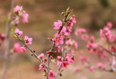 命理桃花红艳煞