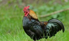 命理属鸡的详解