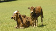 属牛运势性格 属牛女人的性格和脾气是什么意思?