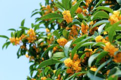 庭院栽什么树风水最好