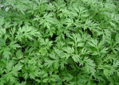 端午节插艾叶的意义