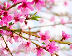 命理中犯桃花需要化解吗